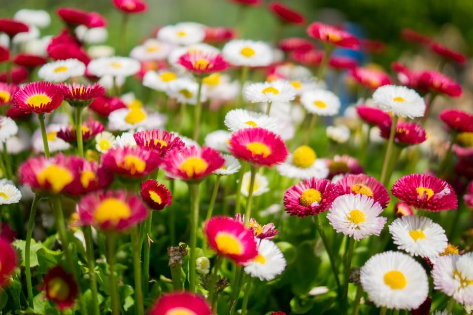 Cottage flower garden