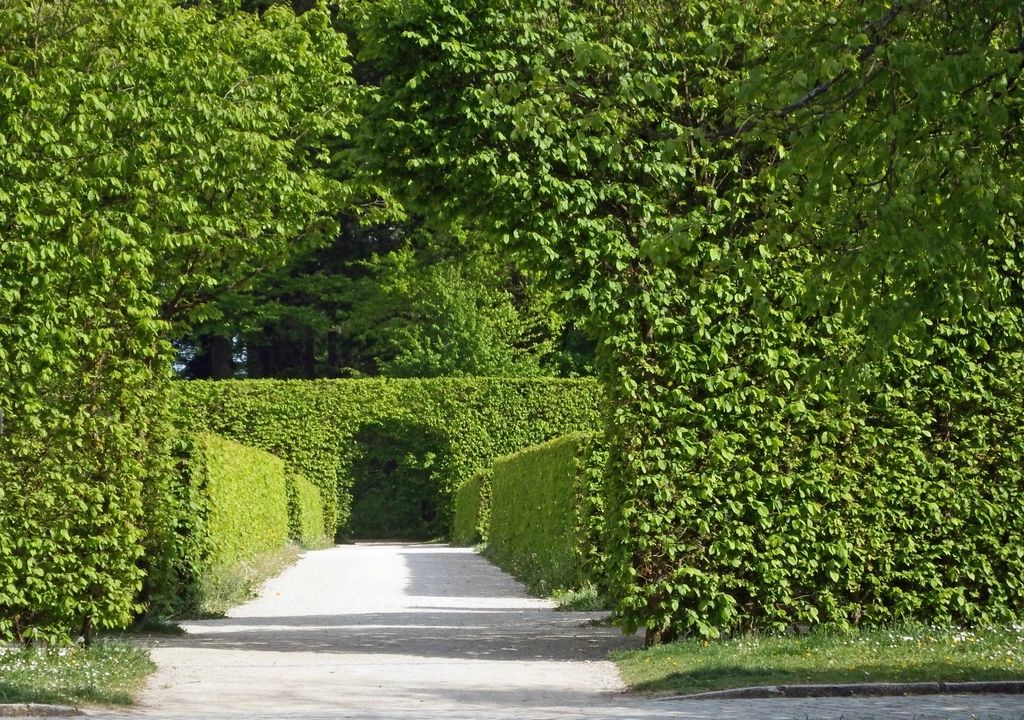 Formal hedge sculpting