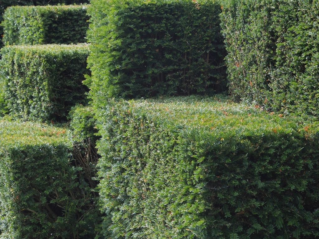 Formal hedge sculpting